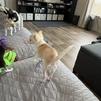 AKC LC Frosty, a male Chihuahua for sale in Louisa, VA – Photo 4 of 9