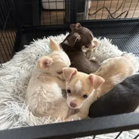 AKC LC Frosty, a male Chihuahua for sale in Louisa, VA – Photo 8 of 9