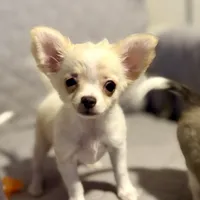 AKC LC Frosty, a male Chihuahua for sale in Louisa, VA – Photo 5 of 9