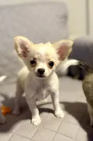 processed/36fa6ab2-0aa7-4853-b5c7-b175272e4979/listing/ca727f4c-d783-476f-b787-4e74e947a265/e91b877e-b86b-4e20-8264-5270d57ec57d