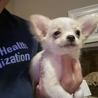 AKC LC Frosty, a male Chihuahua for sale in Louisa, VA – Photo 6 of 9