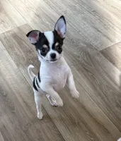 Clara, a female Chihuahua for sale in Louisa, VA – 1 of 2
