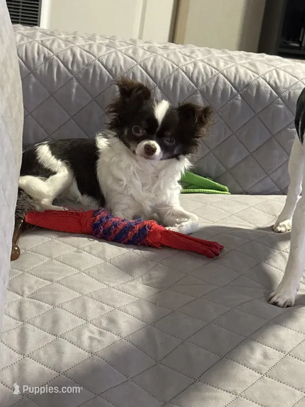 Angel – Chihuahua puppy for sale in Louisa, VA