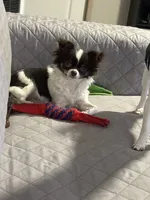 Angel, a female Chihuahua for sale in Louisa, VA – 1 of 7