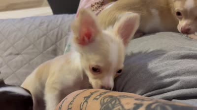 Frosty, a male Chihuahua for sale in Louisa, VA – 4 of 4