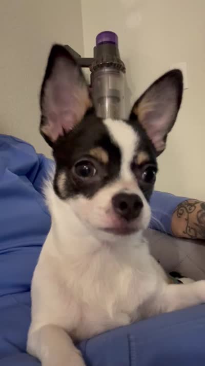 CH Buck, a male Chihuahua for sale in Louisa, VA – 9 of 9