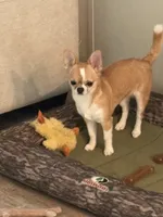 Tater, a male Chihuahua for sale in Louisa, VA – 7 of 10