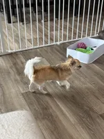 Cookie, a female Chihuahua for sale in Louisa, VA – 2 of 3