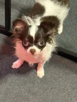 Angel, a female Chihuahua for sale in Louisa, VA – 5 of 7