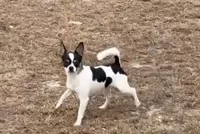 CH Buck, a male Chihuahua for sale in Louisa, VA – 4 of 9