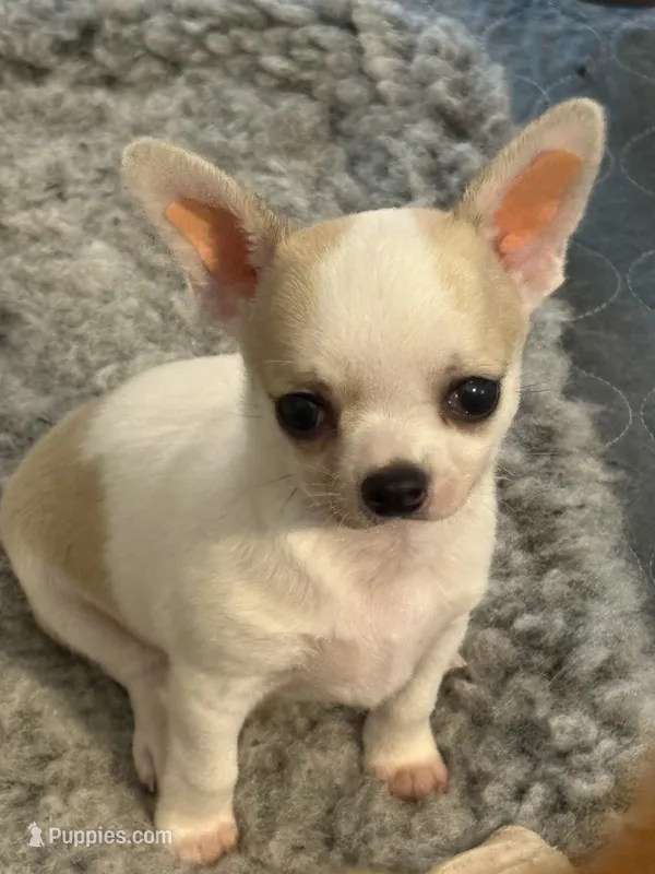 Tater – Chihuahua puppy for sale in Louisa, VA
