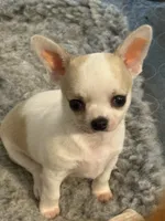 Tater, a male Chihuahua for sale in Louisa, VA – 1 of 10