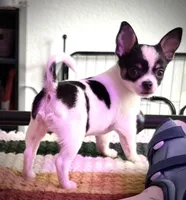 CH Buck, a male Chihuahua for sale in Louisa, VA – 7 of 9