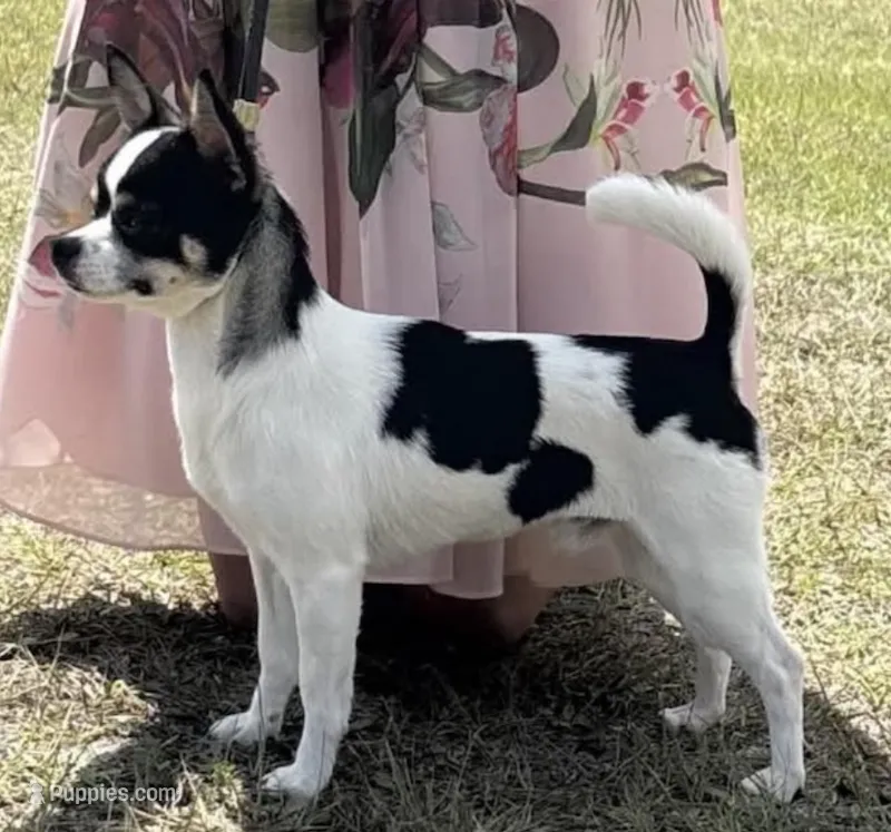 AKC Champion Buck – Chihuahua puppy for sale in Louisa, VA