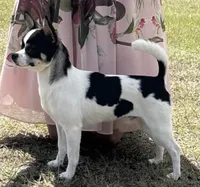 AKC Champion Buck, a male Chihuahua for sale in Louisa, VA – 1 of 3