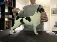 AKC Champion Buck, a male Chihuahua for sale in Louisa, VA – 2 of 3