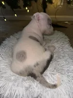 Roxy, a female American Bully for sale in Clinton, NC – Photo 4 of 6