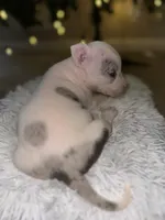 Roxy, a female American Bully for sale in Clinton, NC – Photo 6 of 6