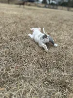 Roxy, a female American Bully for sale in Clinton, NC – Photo 2 of 6