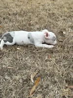 Roxy, a female American Bully for sale in Clinton, NC – Photo 3 of 6
