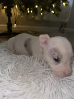 Roxy, a female American Bully for sale in Clinton, NC – Photo 5 of 6