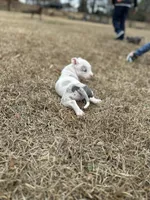 Roxy, a female American Bully for sale in Clinton, NC – Photo 1 of 6