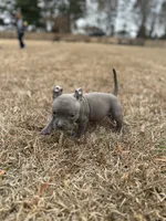 Star, a female American Bully for sale in Clinton, NC – Photo 1 of 5