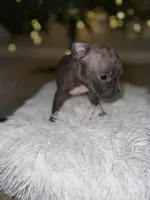 Star, a female American Bully for sale in Clinton, NC – Photo 3 of 5