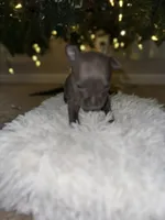 Star, a female American Bully for sale in Clinton, NC – Photo 5 of 5