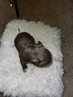 Star, a female American Bully for sale in Clinton, NC – Photo 4 of 5