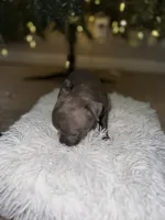 Star, a female American Bully for sale in Clinton, NC – Photo 2 of 5