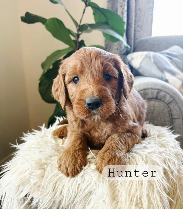 Hunter – Goldendoodle puppy for sale in Arlington, KS