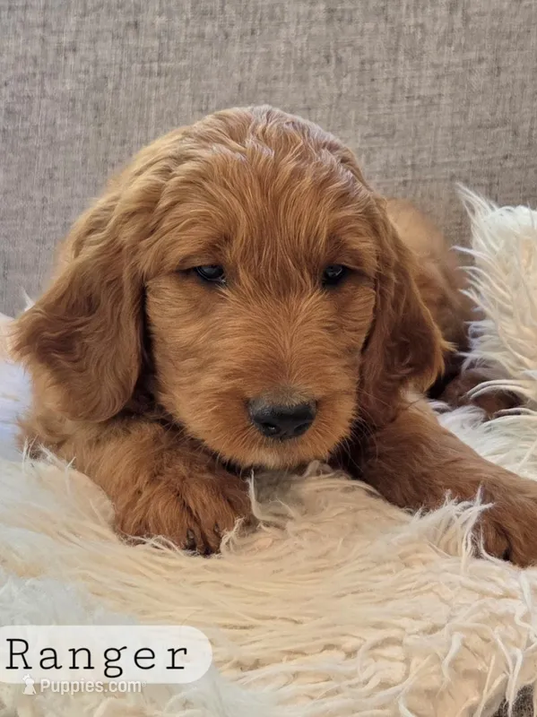 Ranger – Goldendoodle puppy for sale in Arlington, KS