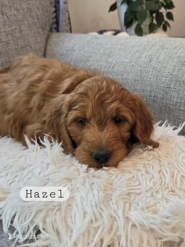 Hazel – Goldendoodle puppy for sale in Arlington, KS