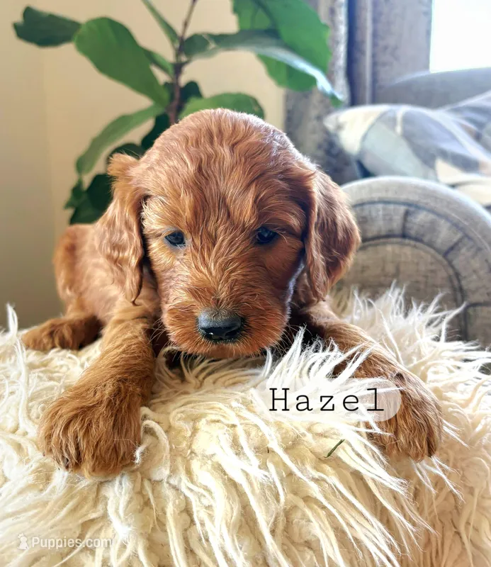 Hazel – Goldendoodle puppy for sale in Arlington, KS