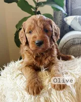 Olive, a female Goldendoodle for sale in Arlington, KS – 1 of 1