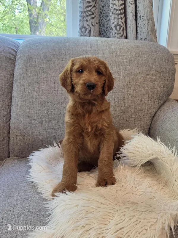 Maximus – Goldendoodle puppy for sale in Arlington, KS