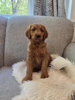 Maximus, a male Goldendoodle for sale in Arlington, KS – 4 of 5