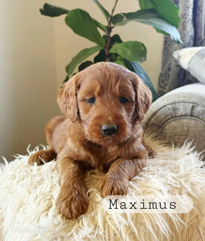 Maximus – Goldendoodle puppy for sale in Arlington, KS