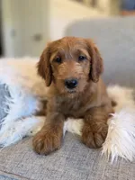 Maximus, a male Goldendoodle for sale in Arlington, KS – 2 of 5