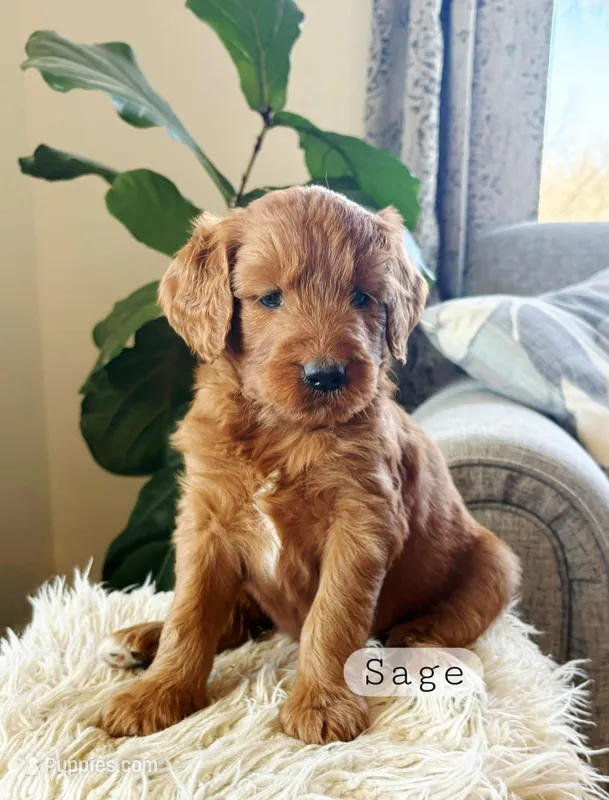 Sage – Goldendoodle puppy for sale in Arlington, KS
