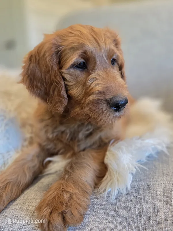 Maximus – Goldendoodle puppy on hold in Arlington, KS