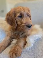 Maximus, a male Goldendoodle for sale in Arlington, KS – 1 of 5