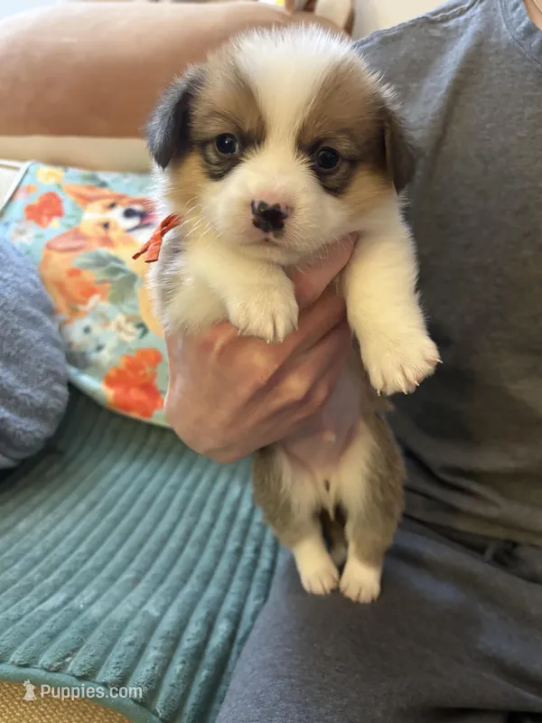 Boy 3 – Pembroke Welsh Corgi puppy for sale in South Elgin, IL