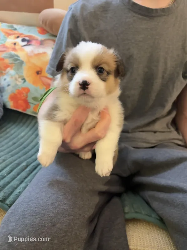 Girl 1 – Pembroke Welsh Corgi puppy for sale in South Elgin, IL