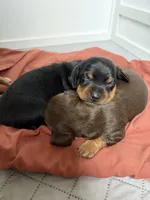 CKC FEMALE Holly, a female Miniature Dachshund for sale in Jacksonville, NC – 7 of 9