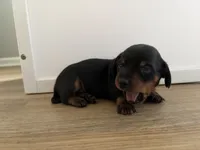 CKC FEMALE Holly, a female Miniature Dachshund for sale in Jacksonville, NC – 8 of 9