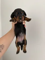 CKC FEMALE Holly, a female Miniature Dachshund for sale in Jacksonville, NC – 2 of 9