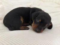 CKC FEMALE Holly, a female Miniature Dachshund for sale in Jacksonville, NC – 3 of 9