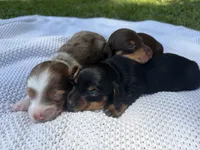 CKC FEMALE Holly, a female Miniature Dachshund for sale in Jacksonville, NC – 9 of 9